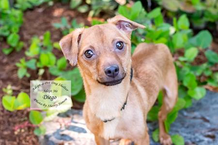 DIEGO, Chiweenie, young, available for adoption