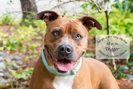 TRIGGER, Pit Bull Terrier, adult, available for adoption