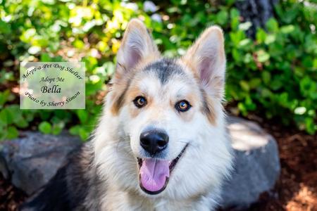 BELLA, Husky, young, available for adoption