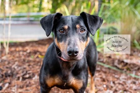 MAXINE, Doberman Pinscher, young, available for adoption