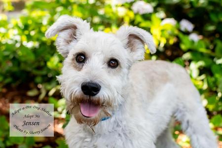 JENSEN, Schnauzer, senior, available for adoption