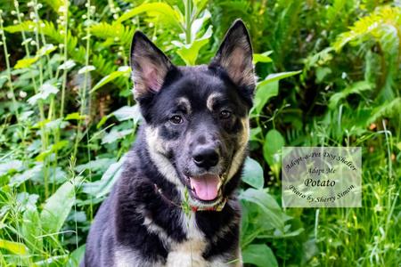 POTATO, German Shepherd Dog / Husky, adult, available for adoption