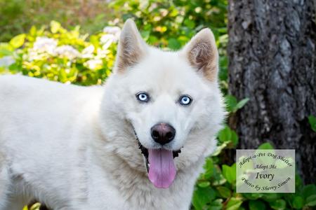 IVORY, Husky, adult, available for adoption