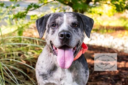 BURGER, Pit Bull Terrier / American Staffordshire Terrier, adult, available for adoption