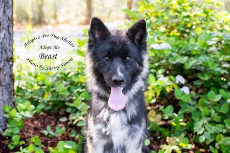 BEAST, Husky, young, available for adoption