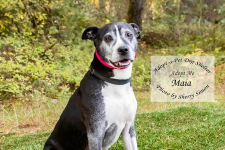 MOMMA MAIA, Pit Bull Terrier / American Staffordshire Terrier, senior, available for adoption