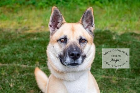 ANGUS, German Shepherd Dog / Husky, adult, available for adoption