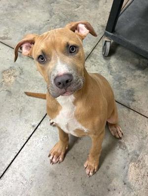 Rumor, Terrier Mix, puppy, available for adoption