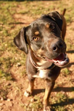 Doc, Terrier Mix, young, available for adoption