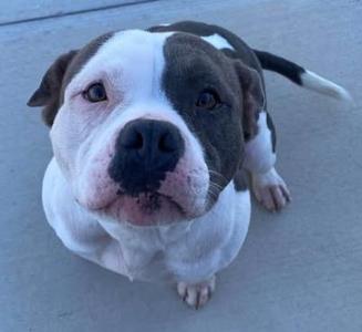 A brown and white dog looking up at the camera.
