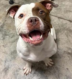 Ham Solo, Bully American - Xl Mix, adult, available for adoption