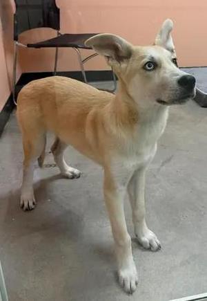 A light brown dog with white paws and a white chest stands on a concrete floor. The dog has large, pointed ears and striking blue eyes. It appears to be looking off to the side. The background shows a pink wall and a black chair.