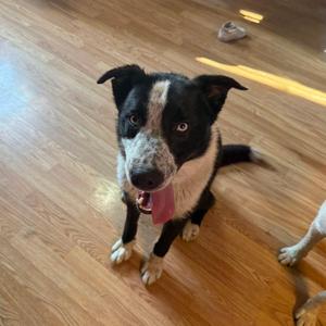 Blueberry, Australian Cattle Dog / Blue Heeler, adult, available for adoption