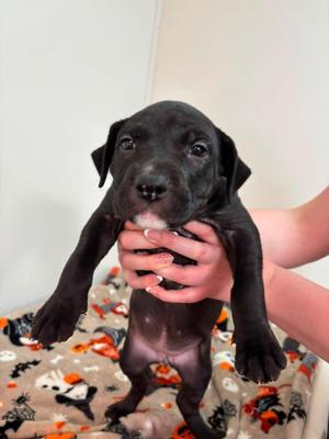 A black puppy being held by a person's hands, standing on a patterned blanket with orange and black designs.