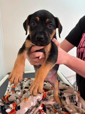 Cypress, Mixed Breed, puppy, available for adoption