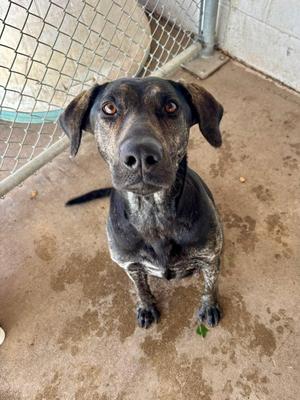A black and brown dog with a speckled coat sitting on a concrete floor, looking up at the camera.