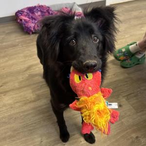 Crow, Collie, young, available for adoption