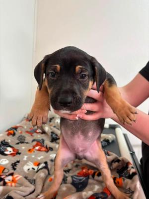 Hawthorn, Mixed Breed, puppy, available for adoption