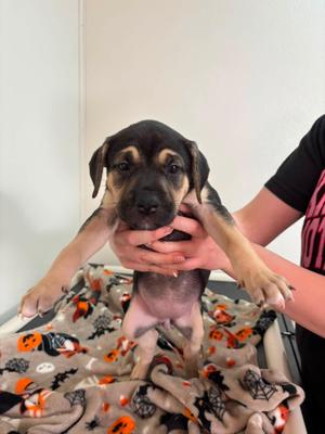 Oak, Mixed Breed, puppy, available for adoption
