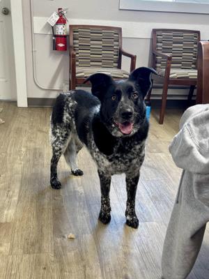 Millie, Australian Cattle Dog / Blue Heeler / Border Collie, adult, available for adoption