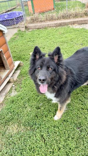 Kona, Mixed Breed, adult, available for adoption