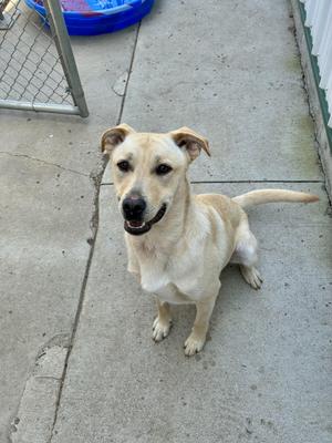 A light-colored dog sitting on a concrete surface, looking up with its mouth open in a happy expression.