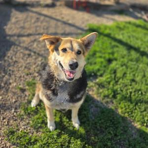 Honey, Shepherd / Husky, adult, available for adoption