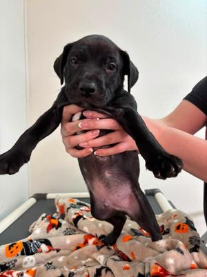 Linden, Mixed Breed, puppy, available for adoption