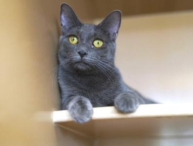 A short-haired grey cat with bright yellow eyes peers out from a cardboard box.