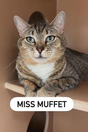 Ms Muffet, young, available for adoption