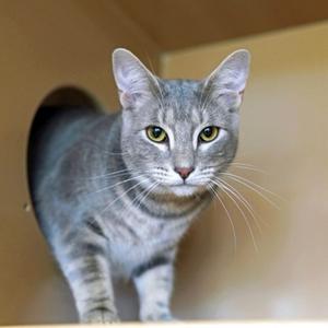 Harlan (60601546), young, available for adoption