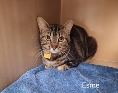 A brown tabby cat sitting on a blue towel with a yellow ID tag around its neck, labeled 'Esme' at the bottom right.