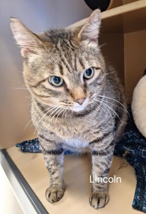 Lincoln, senior, available for adoption