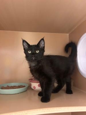Bear (61342826), kitten, available for adoption