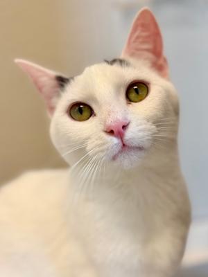 A close-up of a white cat with green eyes and pink ears, looking directly at the camera.