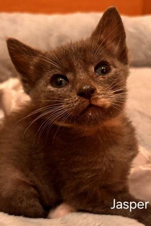 Jasper, kitten, available for adoption