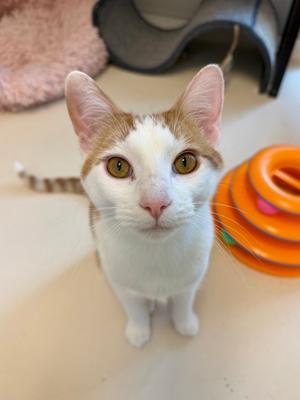 Ron (61593646), young, available for adoption