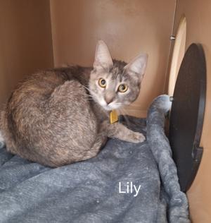 A gray tabby cat named Lily resting on a gray blanket.