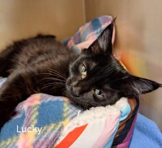 Lucky (61342828), kitten, available for adoption