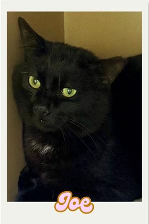 Joe, adult, available for adoption