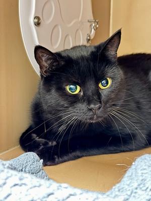 Slinky/Ruthie, adult, available for adoption