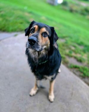 Thor, German Shepherd Dog / Great Pyrenees, young, available for adoption