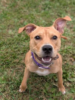 A brown dog with a purple collar is sitting on a grassy field, looking up with its ears perked up and mouth open in a happy expression.