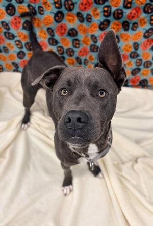 Butterball, Pit Bull Terrier Mix, adult, available for adoption