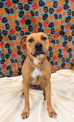 Chevy, Pit Bull Terrier Mix, young, available for adoption