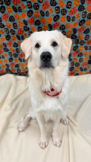 Magnus, Great Pyrenees Mix, young, available for adoption