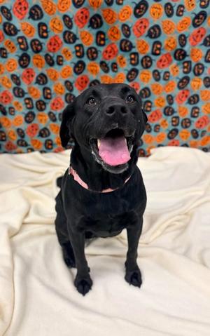 Bean, Labrador Retriever Mix, adult, available for adoption