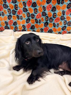 Duchess, Dachshund - Longhaired Mix, adult, available for adoption
