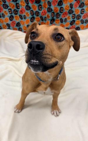 Birdie, Terrier Mix, young, available for adoption