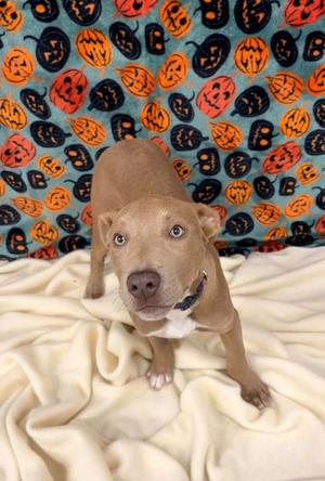 Priscilla, American Pit Bull Terrier Mix, puppy, available for adoption